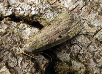 Aphomia sociella (bee moth)  Kenneth Noble